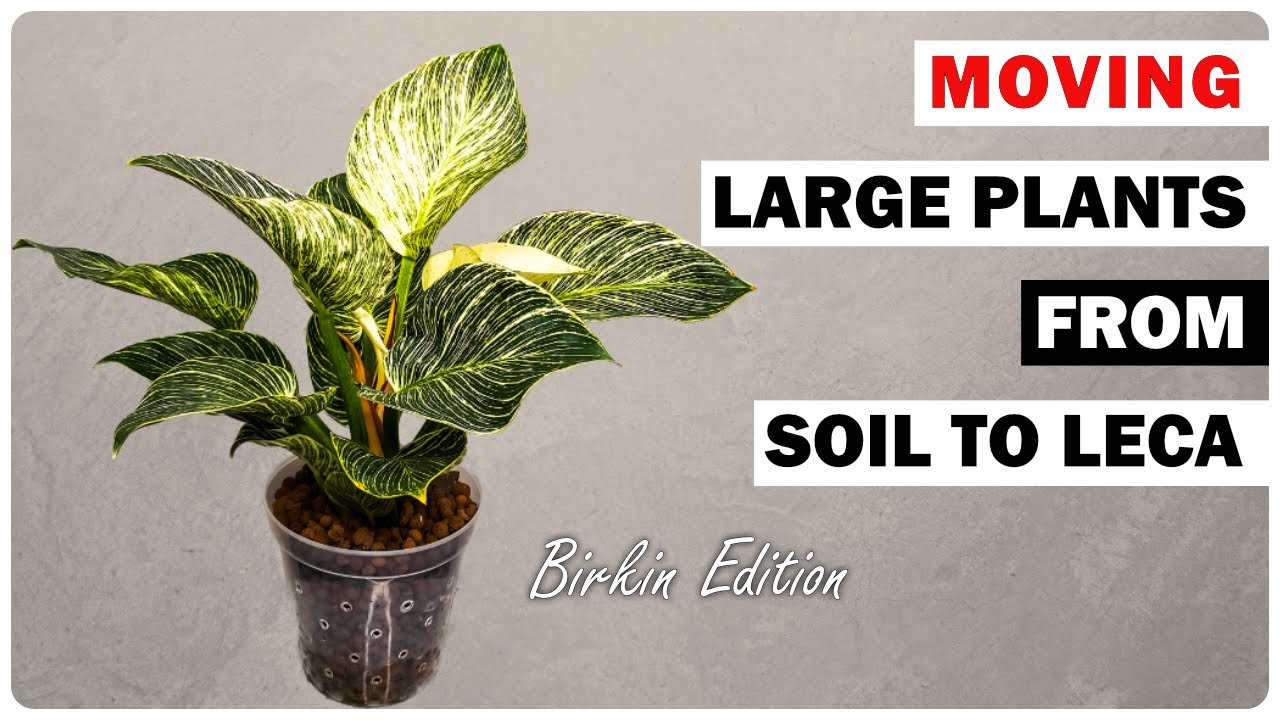 Успешная перевозка большого филодендрона Birkin в LECA