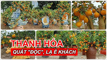 Quất "độc", lạ ế ẩm ở chợ Tết | Báo Người Lao Động