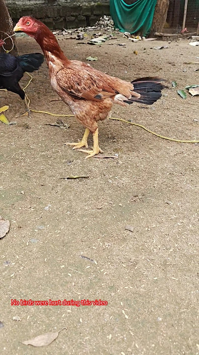 Reza mixed bird @eskurifarms #trending #reza #eskurifarms #aseelfighters #aseelmurga