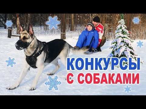 Новогодние конкурсы с собаками
