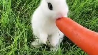 أرنب  ياكل جزرة بطريقة طريفة
