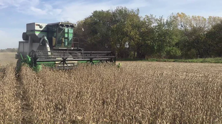 1987 Gleaner L3 combining soybeans in 2016