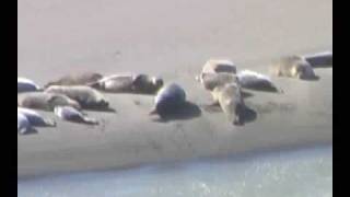 150 Seals at Mad River Mouth Humboldt