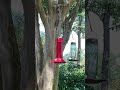 Hummingbirds don’t like to share at the feeder!