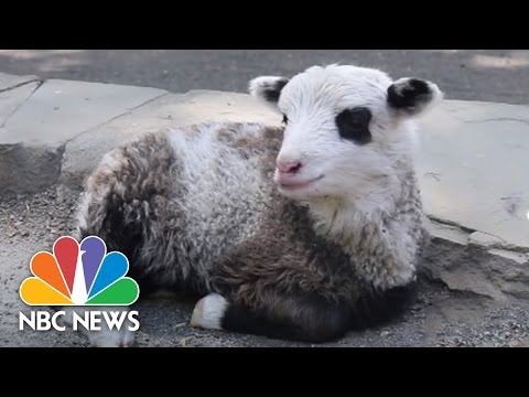 Meet Earl The Pandalamb Of Staten Island Zoo! | NBC News