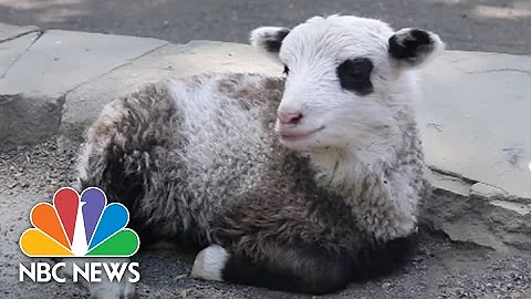 Meet Earl The Pandalamb Of Staten Island Zoo! | NB...
