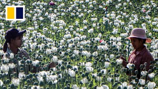Opium farming booms in Myanmar amid coup chaos