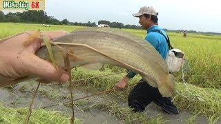 Bắt cá rô cá lóc mùa gặt lúa ở Miền tây toàn cá lóc khủng (part-2) | Fishing VIETNAM