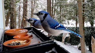 Joe's nervous about his wife eating mealworms.