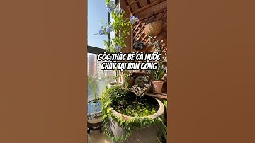 Góc Thiết Kế Chậu Thác Nước Bể Cá Cho Ban Công. #bonsai #aquarium #aquascape #fish