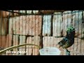 Terapi Bunyi Burung Kolibri Ninja Konin Bahan Agar Gacor Isian Mp3 - Mp4 Download