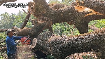 Monster Saw vs Monster tree !!