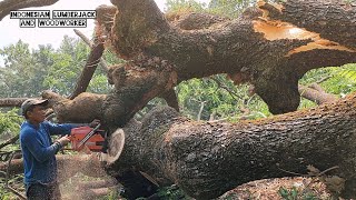 Monster Saw vs Monster tree !!