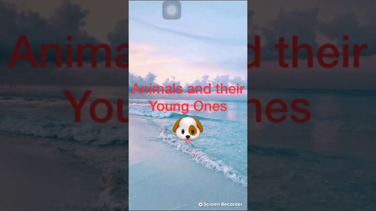 Animals and their Young Ones - YouTube