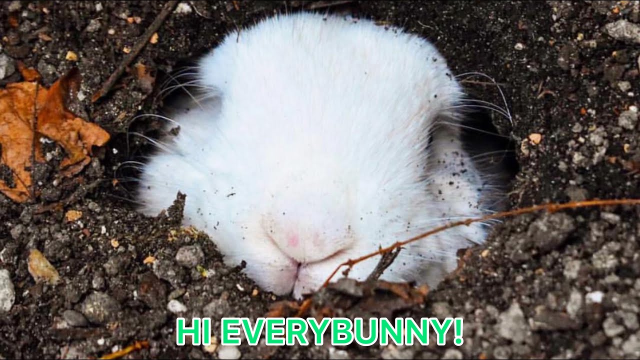 PET BUNNY BUILDS HER VERY OWN BURROW! - YouTube