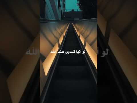 دنيا منفاتة