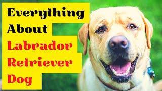 Everything You Should Know about Labrador Retriever Dog Breed Care by Pets Curious 50 views 5 months ago 6 minutes, 51 seconds