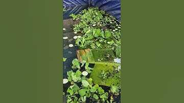 Nuôi ốc bươu đen bằng nước giếng khoan Ở Phú Mỹ Vũng Tàu