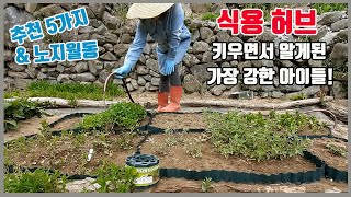 노지월동 되는 식용허브 추천5가지 키워보니 너무 잘자라서 뽑아내고 잔디엣지로 구획 정해주기