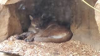Mountain Lion (puma) falling asleep at Como Zoo by Jaymes Grossman 122 views 1 year ago 32 seconds
