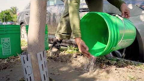 TreePeople - How To Care For A Tree