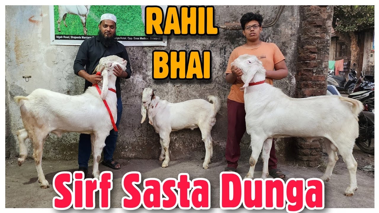 Rahil Bhai Yaha Bakra Sirf Sasta Milega 🔥RAHIL BHAI🔥 | Patira Goat Collection ...
