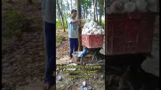 wong lanang rasah wedi ireng petani karet