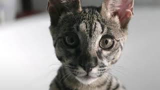 Own The Ultimate Cat Savannah Cats Hybrid of the Serval