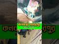 ছাগল পালন goat kids #🐐🐐💯💯 profile business goatfarming# knowledge##