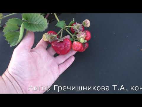 Сенсация среднеспелый сорт