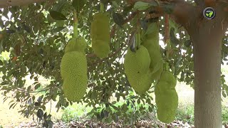 ಹಲಸಿನ ಪ್ರಮುಖ ತಳಿಗಳು ಮತ್ತು ಮಹತ್ವ | Jackfruit