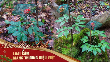 Loài Cây Mang Thương Hiệu Việt | Sâm Ngọc Linh K5