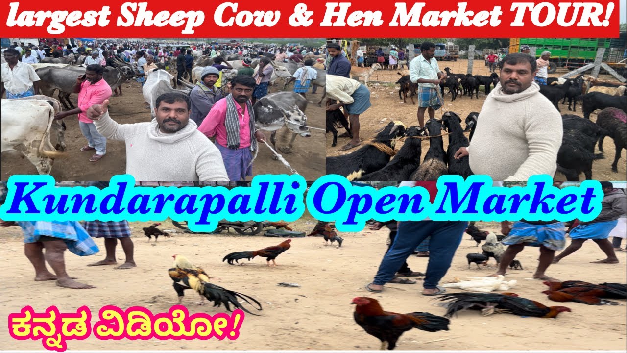 Kundarapalli Hen,Cow,& Goat open largest Market Krishnagiri || Kannada videos || Friday Market