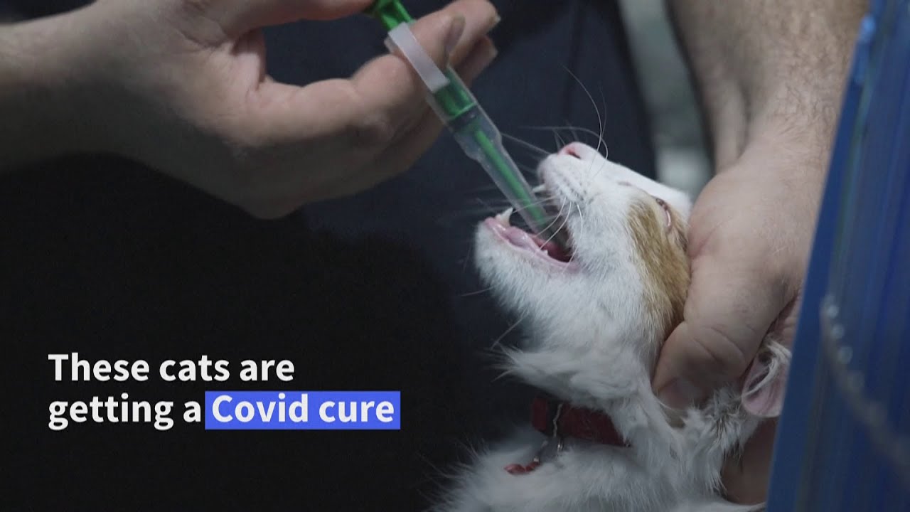 Cyprus cats get Covid human meds YouTube