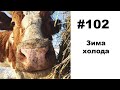 #102: Про быт и коров