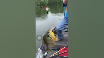 HUGE ShellCracker Redear !!!