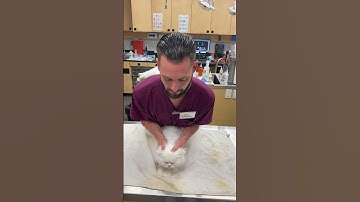 Skill 9. Restraining a cat in sternal recumbency.