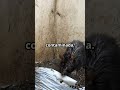 🐈 ⚠️🔍📢 El mundo sería peor sin gatos 🐈😼