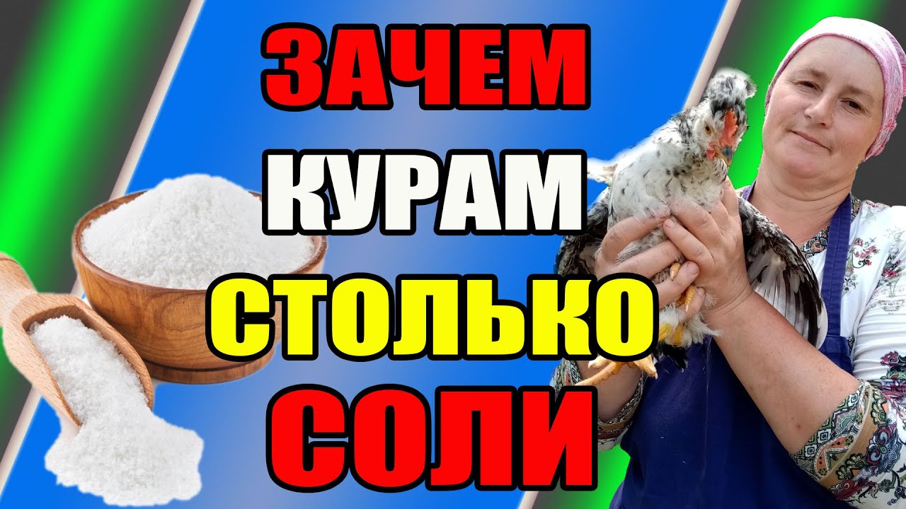Зачем курам столько СОЛИ. Как правильно добавлять СОЛЬ в питание кур ...
