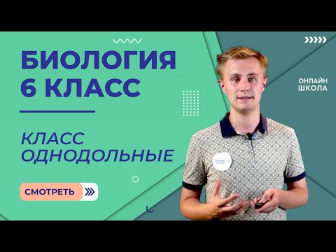 Класс Однодольные. Видеоурок 27. Биология 6 класс