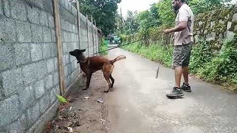 The Ultimate Bomb Detection Dog | Belgian Malinois | Trained by Reward K9