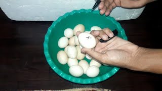 DIY - Egg Incubator Simple And Easy