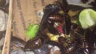 Dubia Roach Feeding pt.3