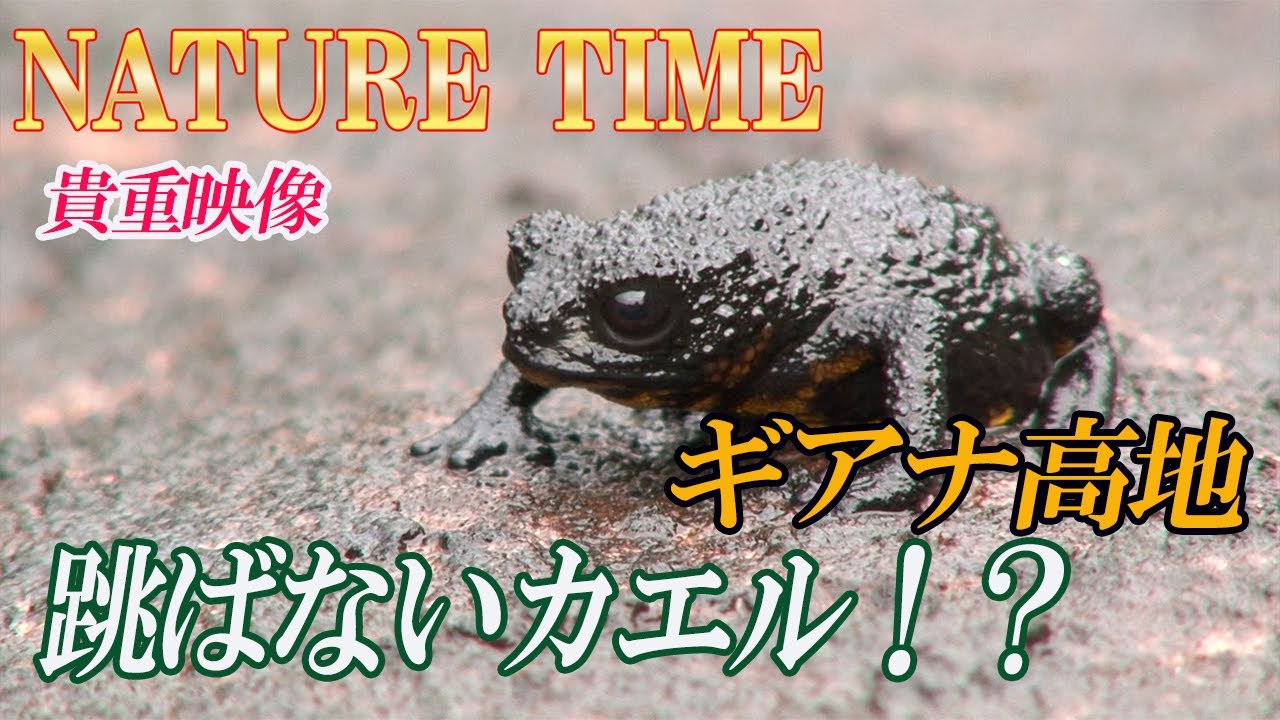 The miraculous frog Oreophrynella that lives in the Guiana
