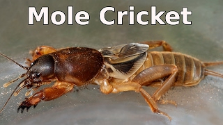 Mole Cricket - Gryllotalpa sp and its Chirping Call