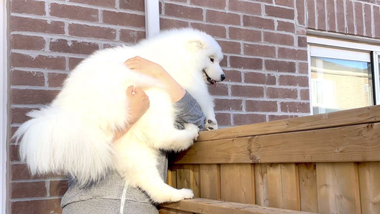 My dog meets a subscriber over the fence and cannot contain her excitement