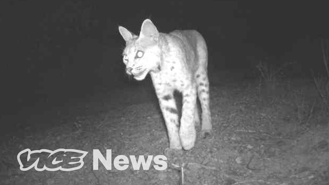 Trump’s Border Wall Is Threatening Endangered Species