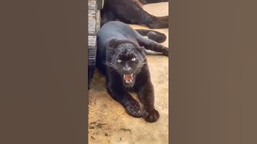 Thumbnail of Black panther sound #shortsfeed #shorts #love #best #sound #panthers #wildlife #nature #roar