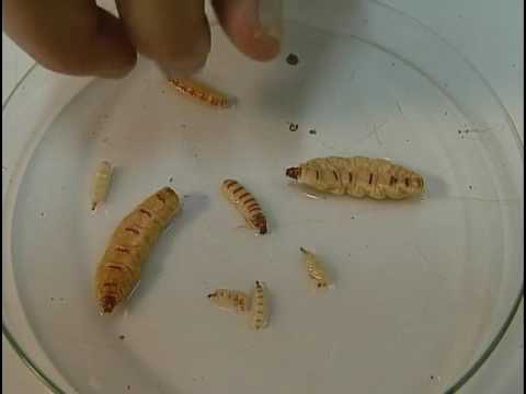 Vídeo: Como fazer uma armadilha para vespas: 7 etapas (com fotos)