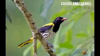 suara pikat burung kepodang hutan